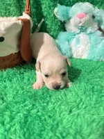 Puppy 2, a male Chihuahua for sale in Kingwood, WV – Photo 1 of 4