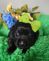 Estella, a female Labrador Retriever for sale in Kingwood, WV – 4 of 4
