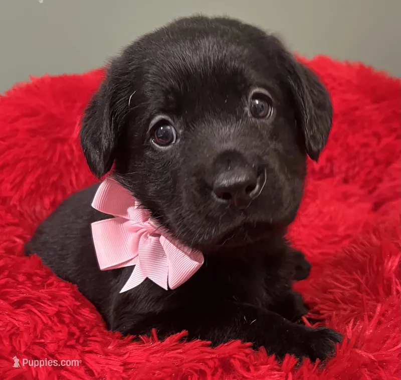 Sofia – Labrador Retriever puppy for sale in Kingwood, WV