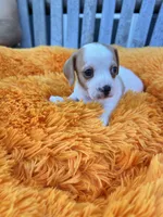 Dolly, a female Dachshund and Chihuahua for sale in Kingwood, WV – 4 of 10