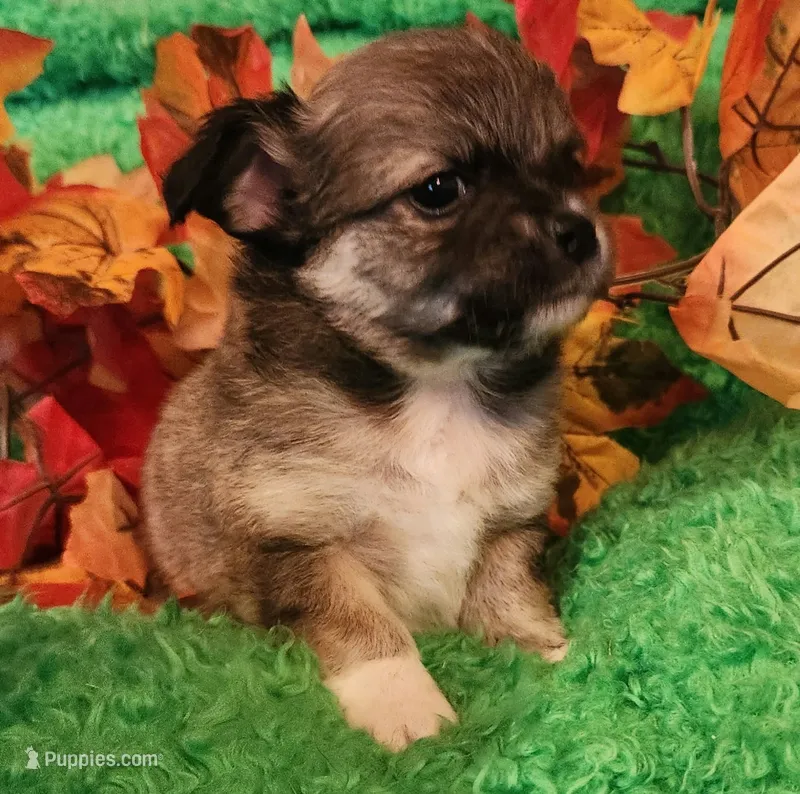 Boy 2  – Chihuahua puppy for sale in Kingwood, WV