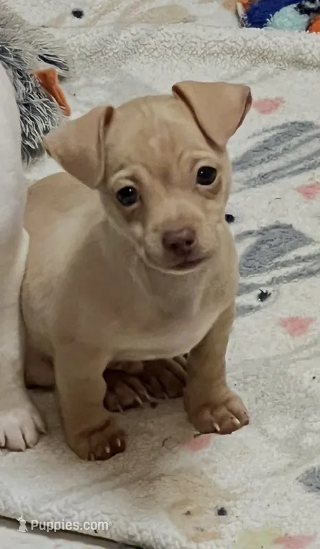 Tator tot – Chihuahua puppy for sale in Kingwood, WV