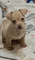 Tator tot, a male Chihuahua for sale in Kingwood, WV – 1 of 10