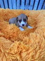 Willie, a male Dachshund and Chihuahua for sale in Kingwood, WV – 5 of 6