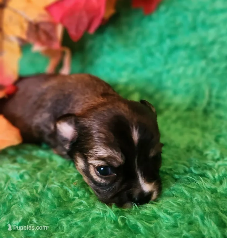 Girl 1 – Chihuahua puppy on hold in Kingwood, WV