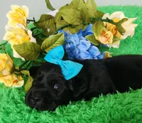 Harlow, a female Labrador Retriever for sale in Kingwood, WV – 3 of 5