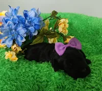 Molly , a female Labrador Retriever for sale in Kingwood, WV – 1 of 4