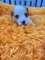 Dolly, a female Dachshund and Chihuahua for sale in Kingwood, WV – 7 of 10