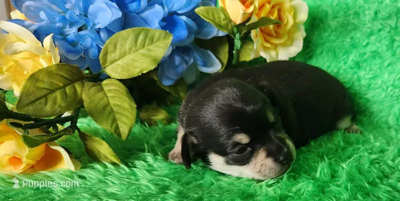 Taco – Chihuahua puppy for sale in Kingwood, WV