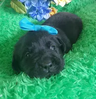 Harlow, a female Labrador Retriever for sale in Kingwood, WV – 2 of 5