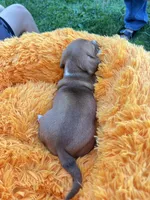 Patsy , a female Dachshund and Chihuahua for sale in Kingwood, WV – 8 of 9