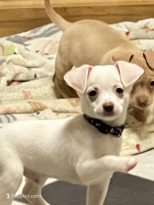 Blue boy – Chihuahua puppy for sale in Kingwood, WV