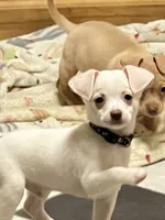 Blue boy, a male Chihuahua for sale in Kingwood, WV – 2 of 7
