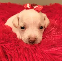 Allie, a female Chihuahua for sale in Kingwood, WV – 4 of 4