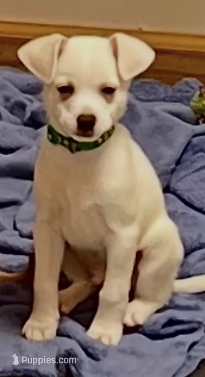 Green boy – Chihuahua puppy for sale in Kingwood, WV