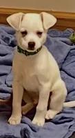 Green boy, a male Chihuahua for sale in Kingwood, WV – 1 of 8