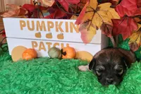 Boy 2 , a male Chihuahua for sale in Kingwood, WV – 2 of 4