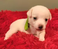 Green boy, a male Chihuahua for sale in Kingwood, WV – 4 of 4