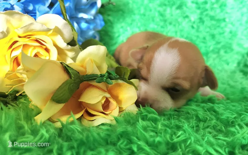 Charlee – Chihuahua puppy for sale in Kingwood, WV