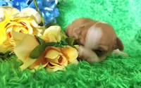 Charlee, a male Chihuahua for sale in Kingwood, WV – 1 of 4
