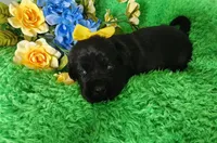 Tessa, a female Labrador Retriever for sale in Kingwood, WV – 3 of 5