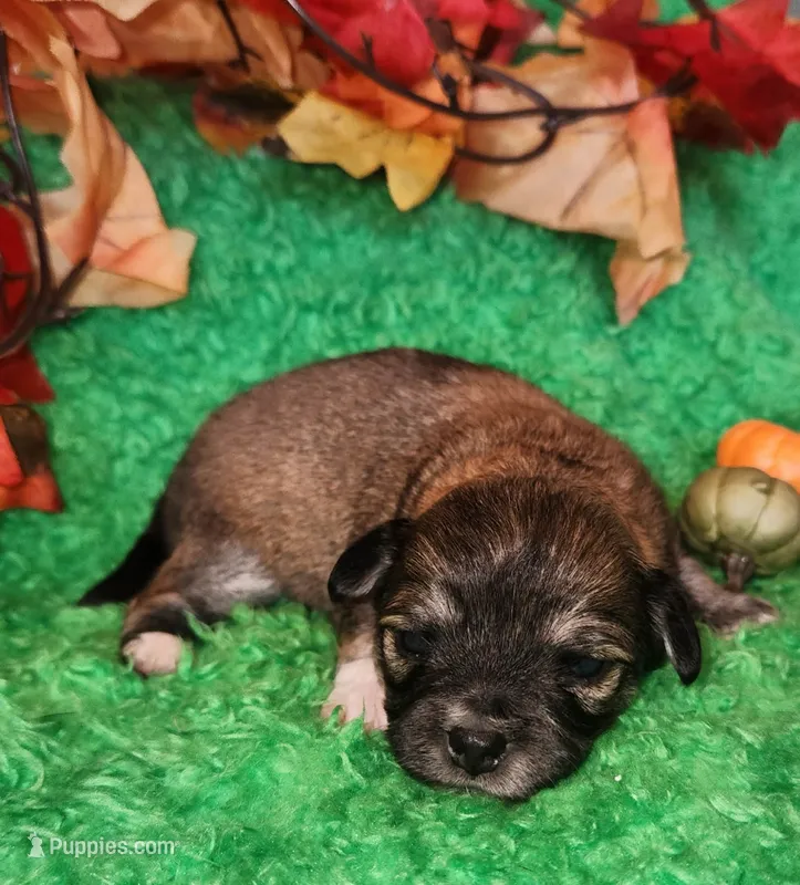 Boy 2  – Chihuahua puppy for sale in Kingwood, WV