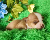 Charlee, a male Chihuahua for sale in Kingwood, WV – 3 of 4