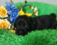 Tessa, a female Labrador Retriever for sale in Kingwood, WV – 2 of 5