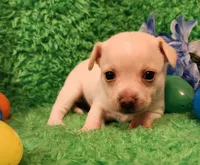 Blue boy 3 papi, a male Chihuahua for sale in Kingwood, WV – Photo 4 of 5