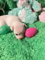 Puppy 3, a male Chihuahua for sale in Kingwood, WV – Photo 3 of 4