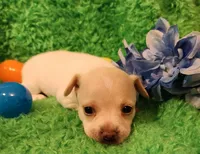 Blue boy 3 papi, a male Chihuahua for sale in Kingwood, WV – Photo 5 of 5