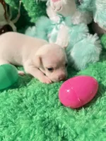 Puppy 3, a male Chihuahua for sale in Kingwood, WV – Photo 2 of 4