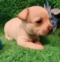 Blue boy 3 papi, a male Chihuahua for sale in Kingwood, WV – Photo 3 of 5