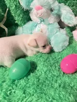 Puppy 3, a male Chihuahua for sale in Kingwood, WV – Photo 4 of 4