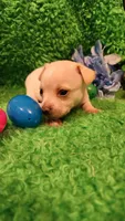 Blue boy 3 papi, a male Chihuahua for sale in Kingwood, WV – Photo 1 of 5