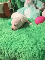 Puppy 3, a male Chihuahua for sale in Kingwood, WV – Photo 1 of 4