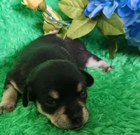 Taco, a male Chihuahua for sale in Kingwood, WV – 3 of 4