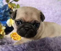 Yellow boy, a male Pug for sale in Kingwood, WV – Photo 5 of 5