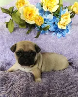 Yellow boy, a male Pug for sale in Kingwood, WV – Photo 4 of 5