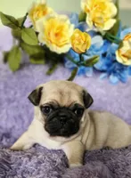 Yellow boy, a male Pug for sale in Kingwood, WV – Photo 3 of 5