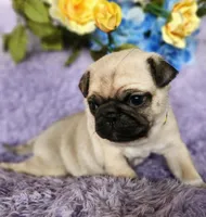 Yellow boy, a male Pug for sale in Kingwood, WV – Photo 1 of 5