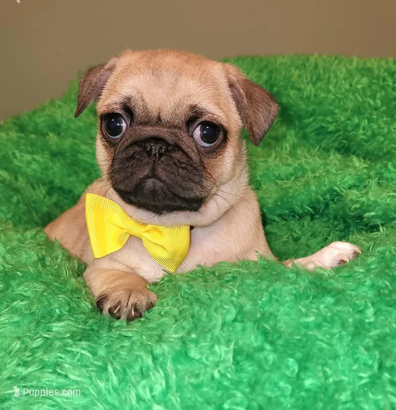 Yellow boy – Pug puppy for sale in Kingwood, WV