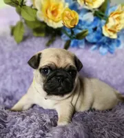 Yellow boy, a male Pug for sale in Kingwood, WV – Photo 2 of 5