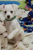 Green boy, a male Chihuahua for sale in Kingwood, WV – 3 of 8