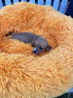 Patsy , a female Dachshund and Chihuahua for sale in Kingwood, WV – 3 of 9