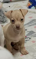 Tator tot, a male Chihuahua for sale in Kingwood, WV – 3 of 10