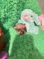 Tiny tim, a male Chihuahua for sale in Kingwood, WV – Photo 4 of 4