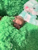 Tiny tim, a male Chihuahua for sale in Kingwood, WV – Photo 3 of 4