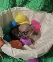 Tiny tim, a male Chihuahua for sale in Kingwood, WV – Photo 1 of 4