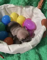 Tiny tim, a male Chihuahua for sale in Kingwood, WV – Photo 2 of 4